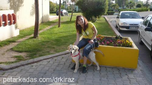 kİraz Dişi Golden Retriever