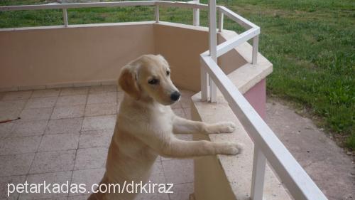 kİraz Dişi Golden Retriever