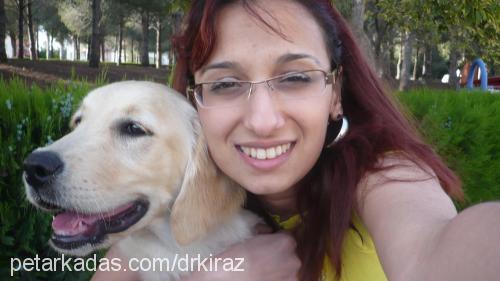 kİraz Dişi Golden Retriever