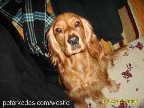 lusy Dişi İngiliz Cocker Spaniel