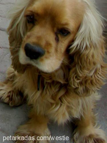 lusy Dişi İngiliz Cocker Spaniel