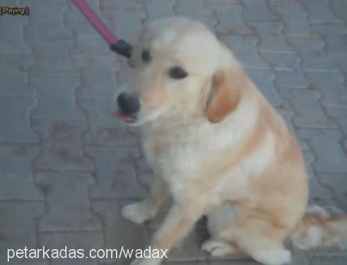 tarçın Dişi Golden Retriever