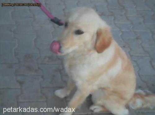 tarçın Dişi Golden Retriever