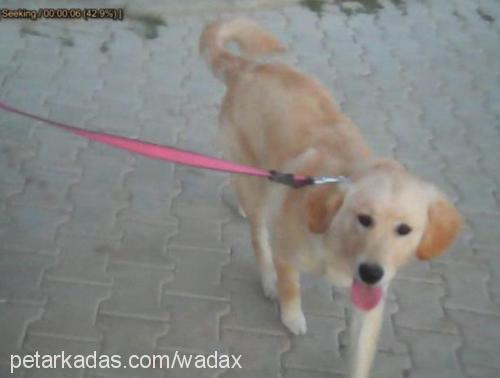 tarçın Dişi Golden Retriever