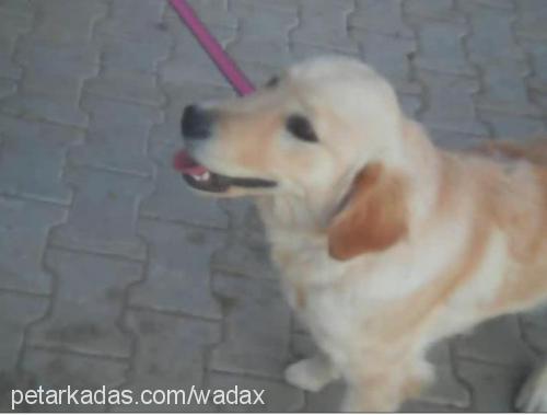 tarçın Dişi Golden Retriever