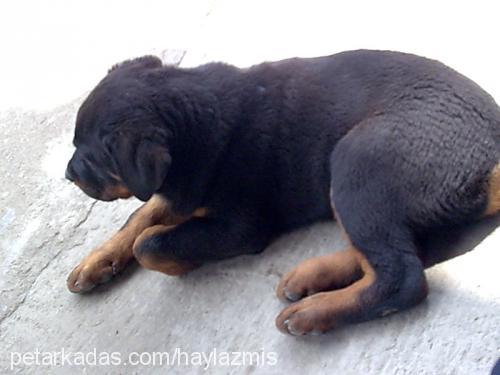 rocky Erkek Rottweiler