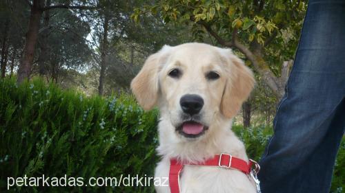 kİraz Dişi Golden Retriever