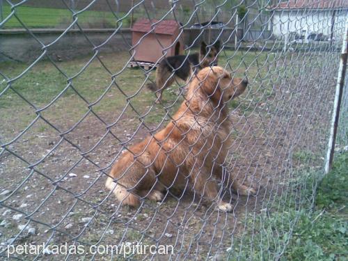 pıtırık Erkek Golden Retriever