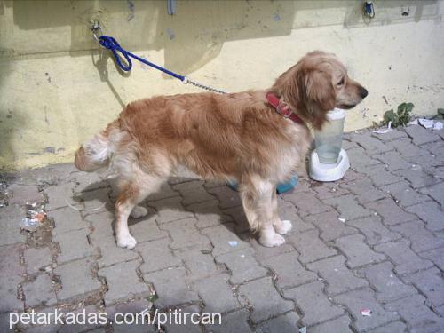 pıtırık Erkek Golden Retriever