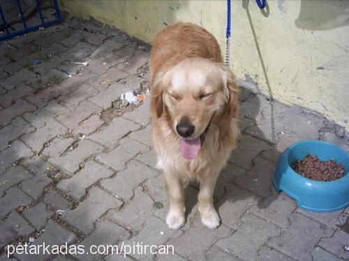 pıtırık Erkek Golden Retriever