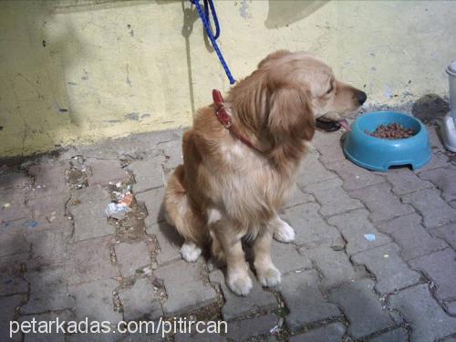 pıtırık Erkek Golden Retriever