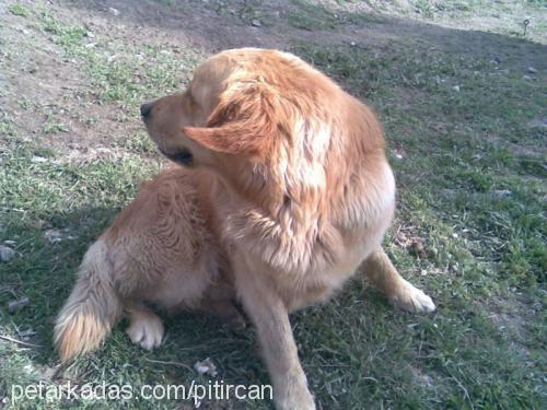 pıtırık Erkek Golden Retriever