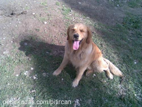 pıtırık Erkek Golden Retriever