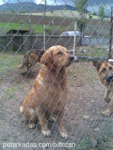 pıtırık Erkek Golden Retriever