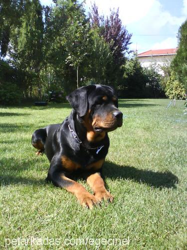 dark Erkek Rottweiler