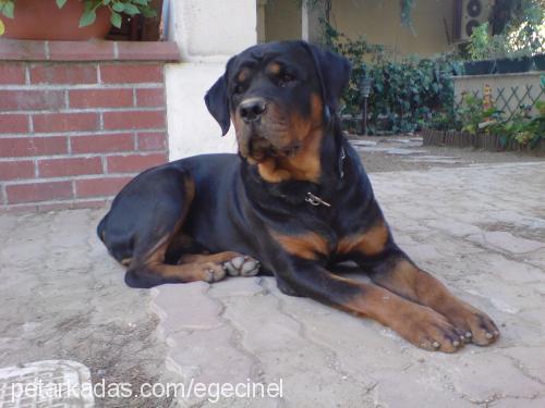 dark Erkek Rottweiler