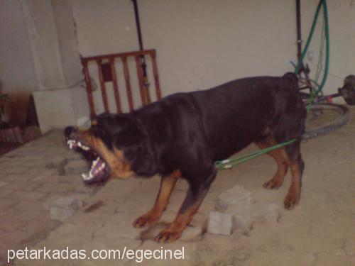 dark Erkek Rottweiler