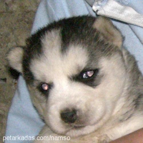 beter Dişi Sibirya Kurdu (Husky)