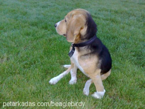 birdy Erkek Beagle