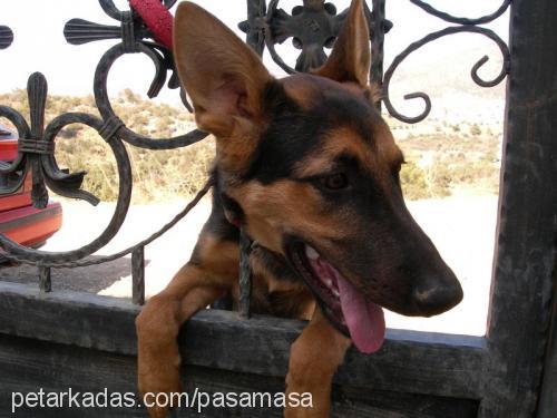 paşa Erkek Alman Çoban Köpeği