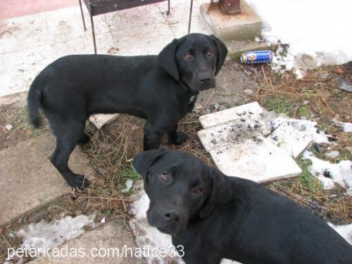 zeus Erkek Labrador Retriever