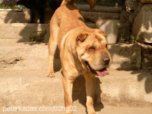 kahve Erkek Çin Shar-Pei