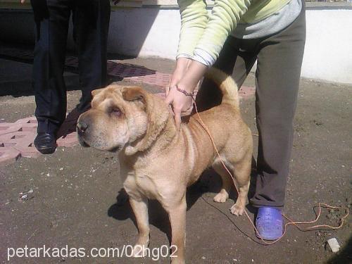 kahve Erkek Çin Shar-Pei