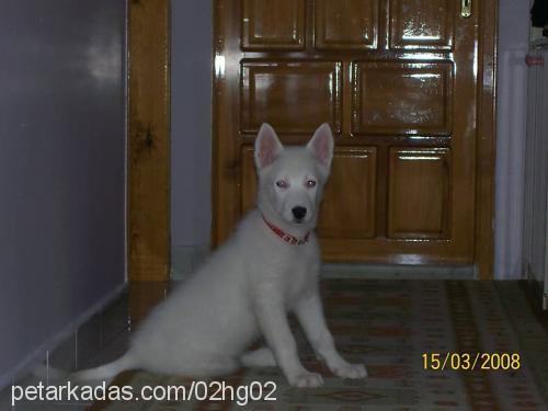 beyaz Dişi Sibirya Kurdu (Husky)