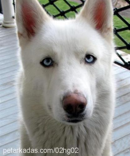 beyaz Dişi Sibirya Kurdu (Husky)