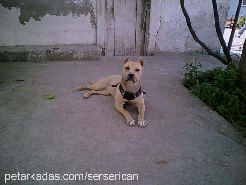 zeyna Dişi Amerikan Pitbull Terrier