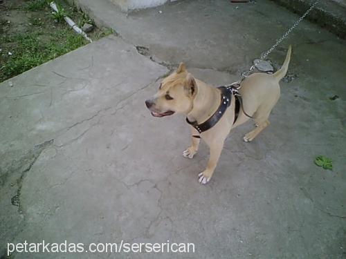 zeyna Dişi Amerikan Pitbull Terrier