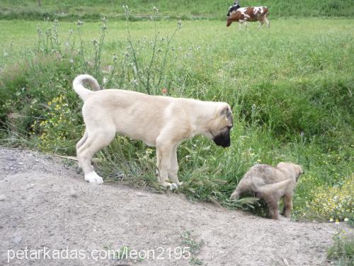 ateş Dişi Kangal