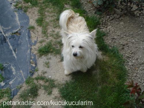 zıpzıp Dişi West Highland White Terrier