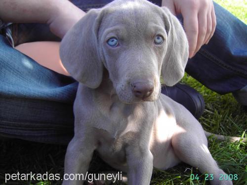 nazlı Dişi Weimaraner