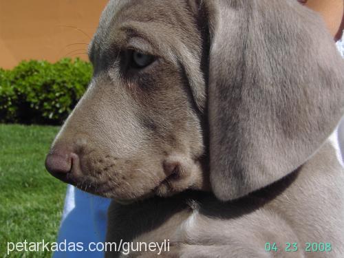 nazlı Dişi Weimaraner