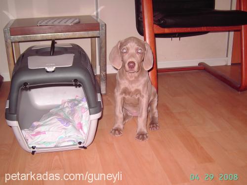 nazlı Dişi Weimaraner