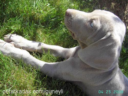 nazlı Dişi Weimaraner