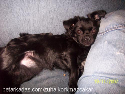 zeytin Erkek Pekingese