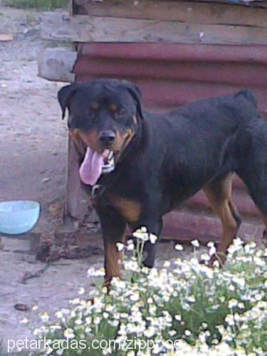 zippoo Erkek Rottweiler