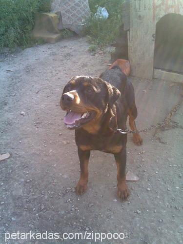 zippoo Erkek Rottweiler