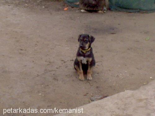 danger Erkek Rottweiler