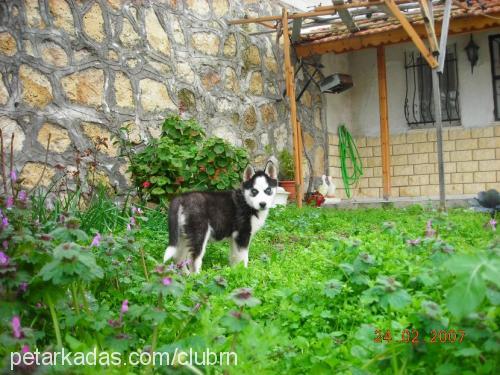 eva Dişi Sibirya Kurdu (Husky)