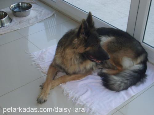 lara Dişi Alman Çoban Köpeği