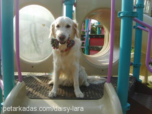 daisy Dişi Golden Retriever