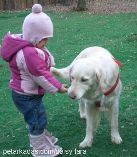 daisy Dişi Golden Retriever