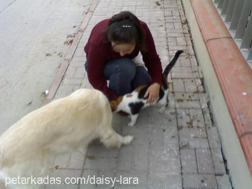 daisy Dişi Golden Retriever