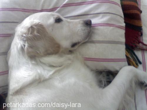 daisy Dişi Golden Retriever