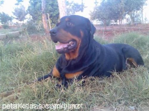 ejdertosun Erkek Rottweiler