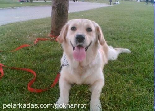 angel Dişi Golden Retriever