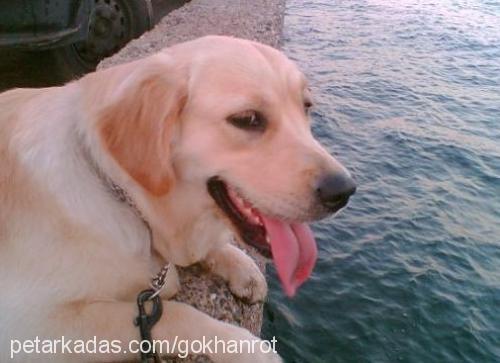 angel Dişi Golden Retriever